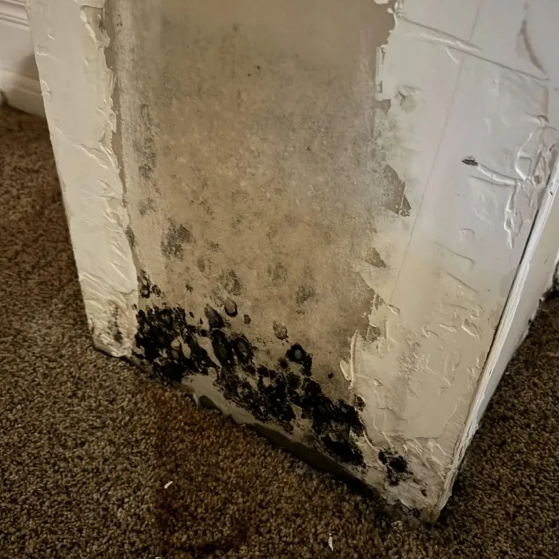 Professional Mold Removal in Castlewood, VA